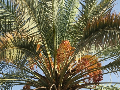 Paxiuba palm