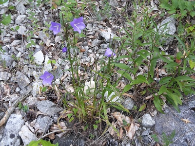 Peach-leaved bellflower
