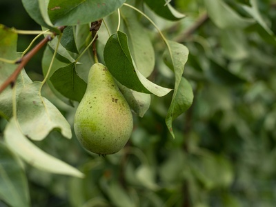 Pear