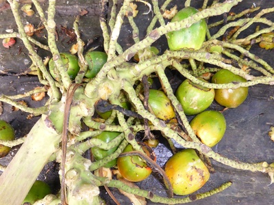 Pejibaye (chontaduro)