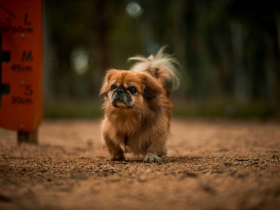 Pekingese