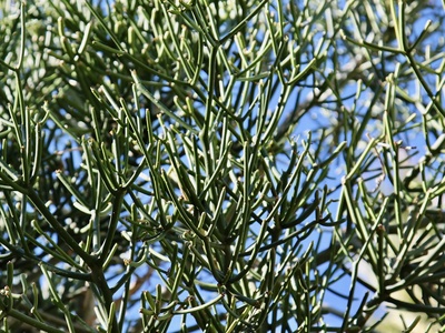 Pencil-tree euphorbia