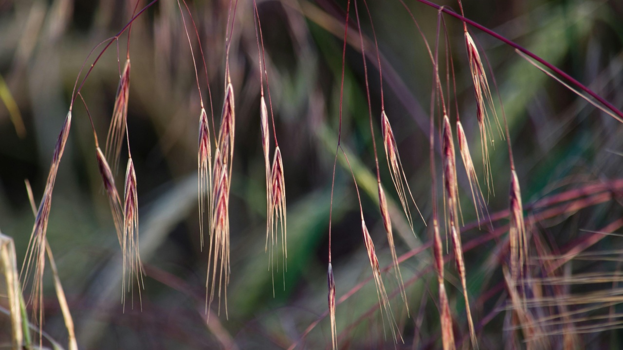 Perennial drought-tolerant mix including Russian sage and yarrow in a dry garden.