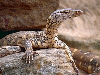 Perentie