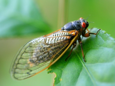 Periodical Cicada