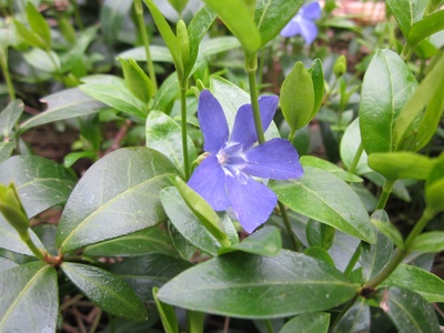 Periwinkle