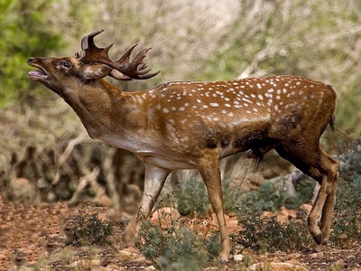 Persian fallow deer
