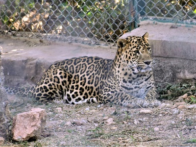 Persian leopard (regional)
