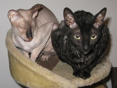 Peterbald
