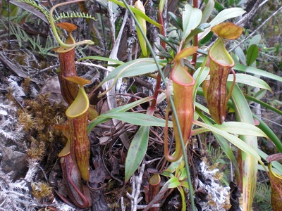 Philippine Pitcher Plant