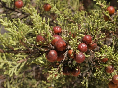 Phoenicean juniper