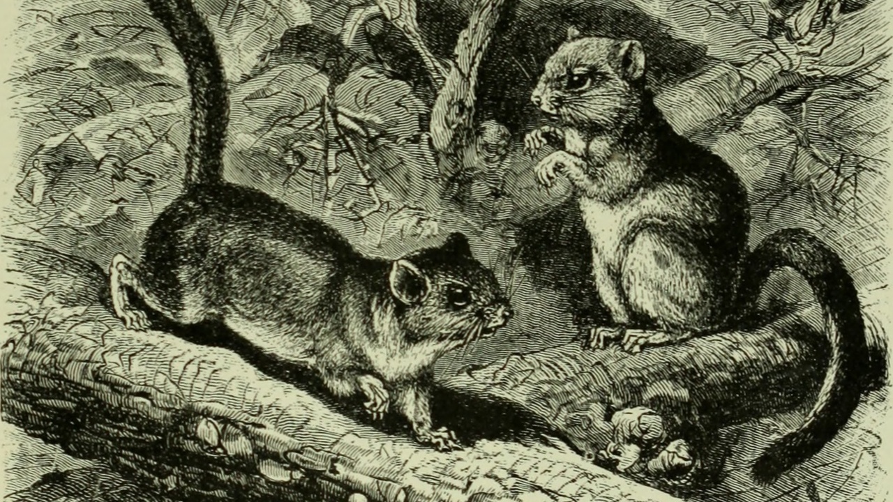 Side-by-side comparison of a beaver and river otter showing tail and body differences