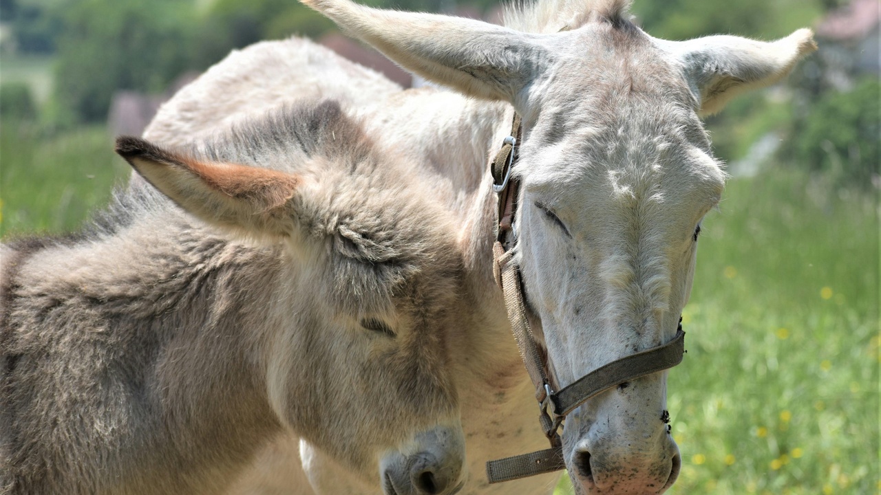 Side-by-side comparison of a donkey and a mule showing ear size and body differences