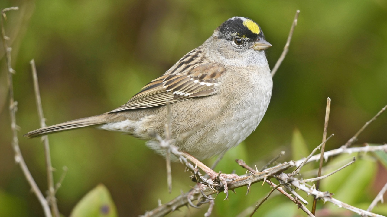 Comparison of sparrow and finch plumage and size