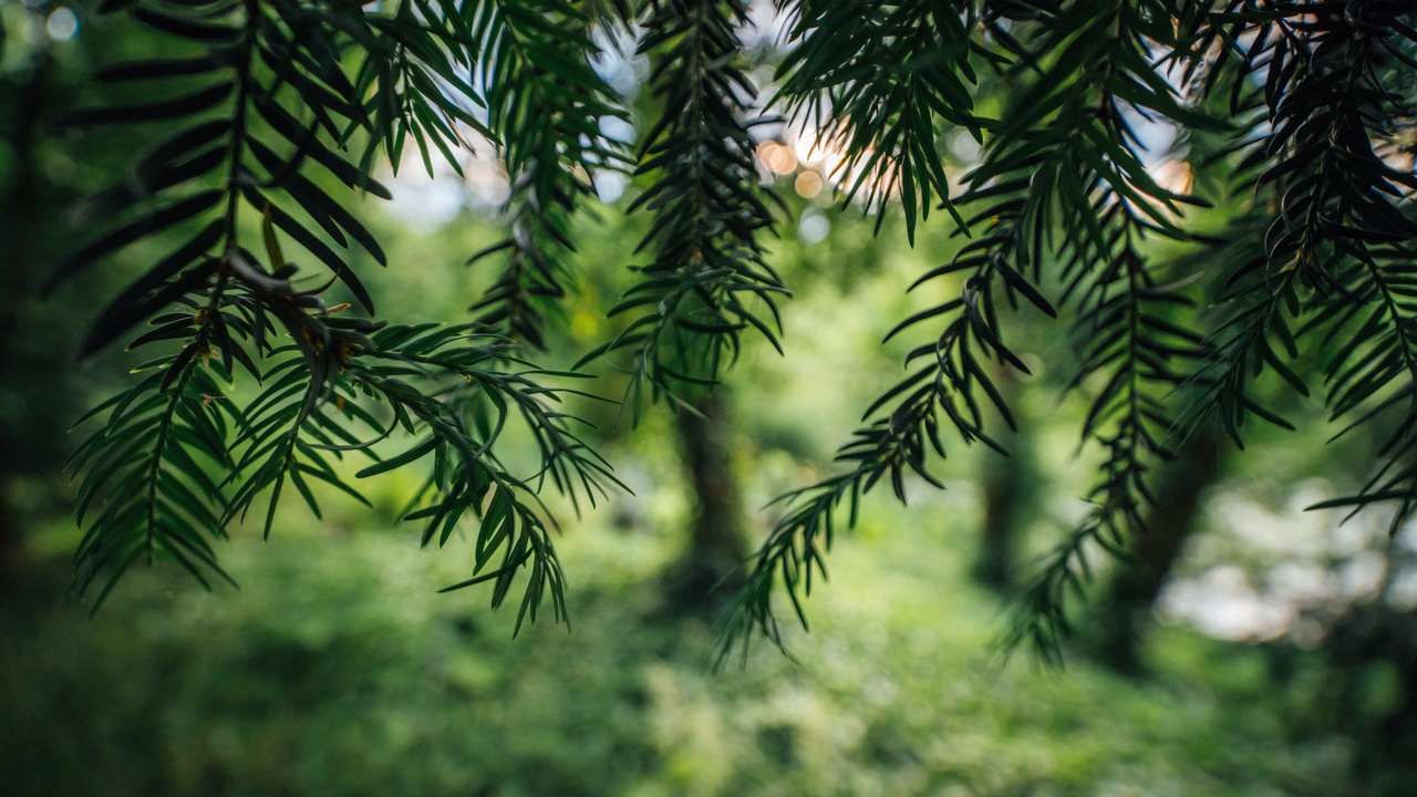 Close-up of evergreen needles and textured bark showing retained foliage and tough surfaces