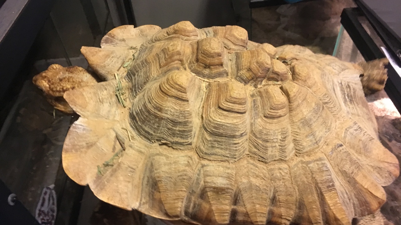 Close-up of a tortoise showing shell shape and scaly limbs.