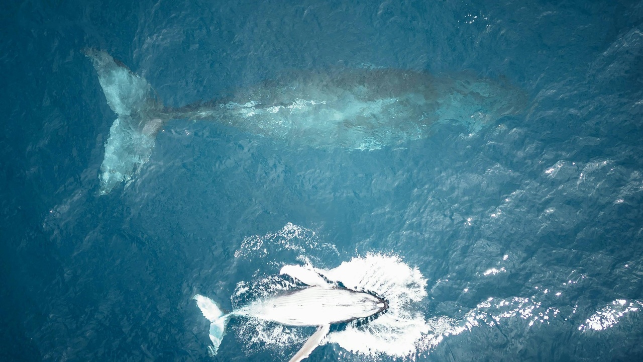 Blue whale showing relative size and anatomy: blubber, fluke, pectoral fins