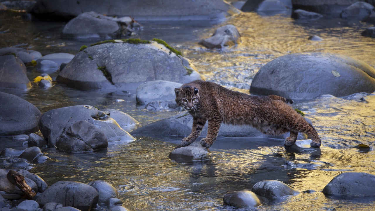 Close-up of a bobcat's face showing ear tufts and spotted coat.