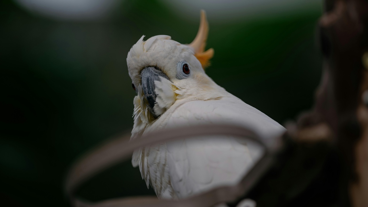 Sulphur-crested cockatoo showing raised yellow crest