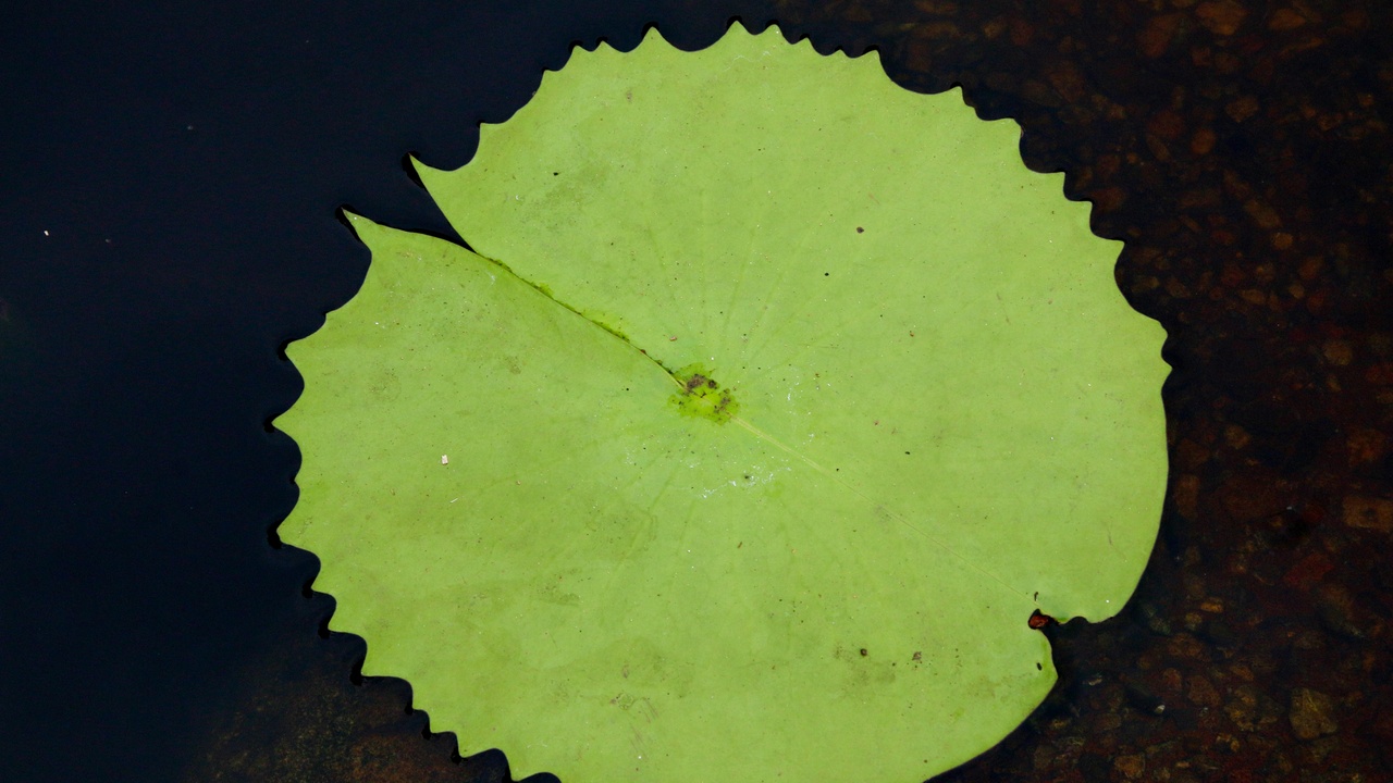 Close-up of stomata concentrated on the upper surface of a floating leaf showing stomatal pores and chloroplast-rich tissue near the upper epidermis