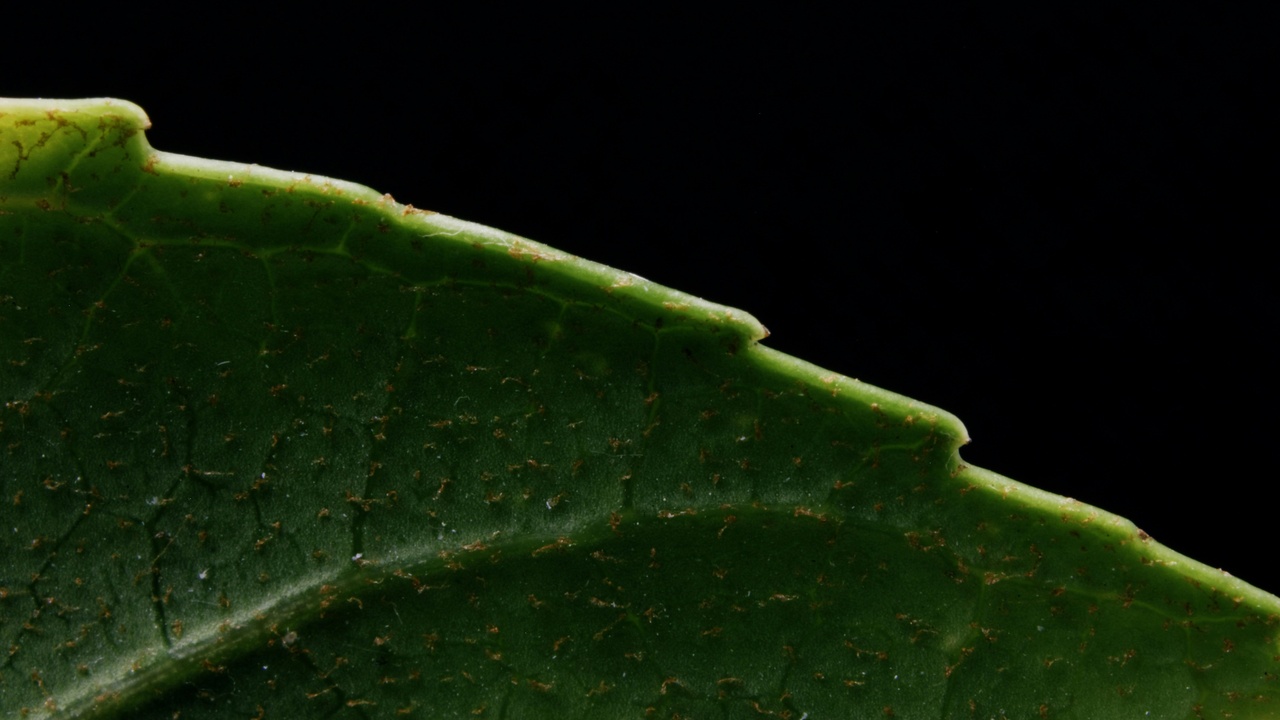 Close-up of succulent saltmarsh plant leaf showing salt crystals and salt glands