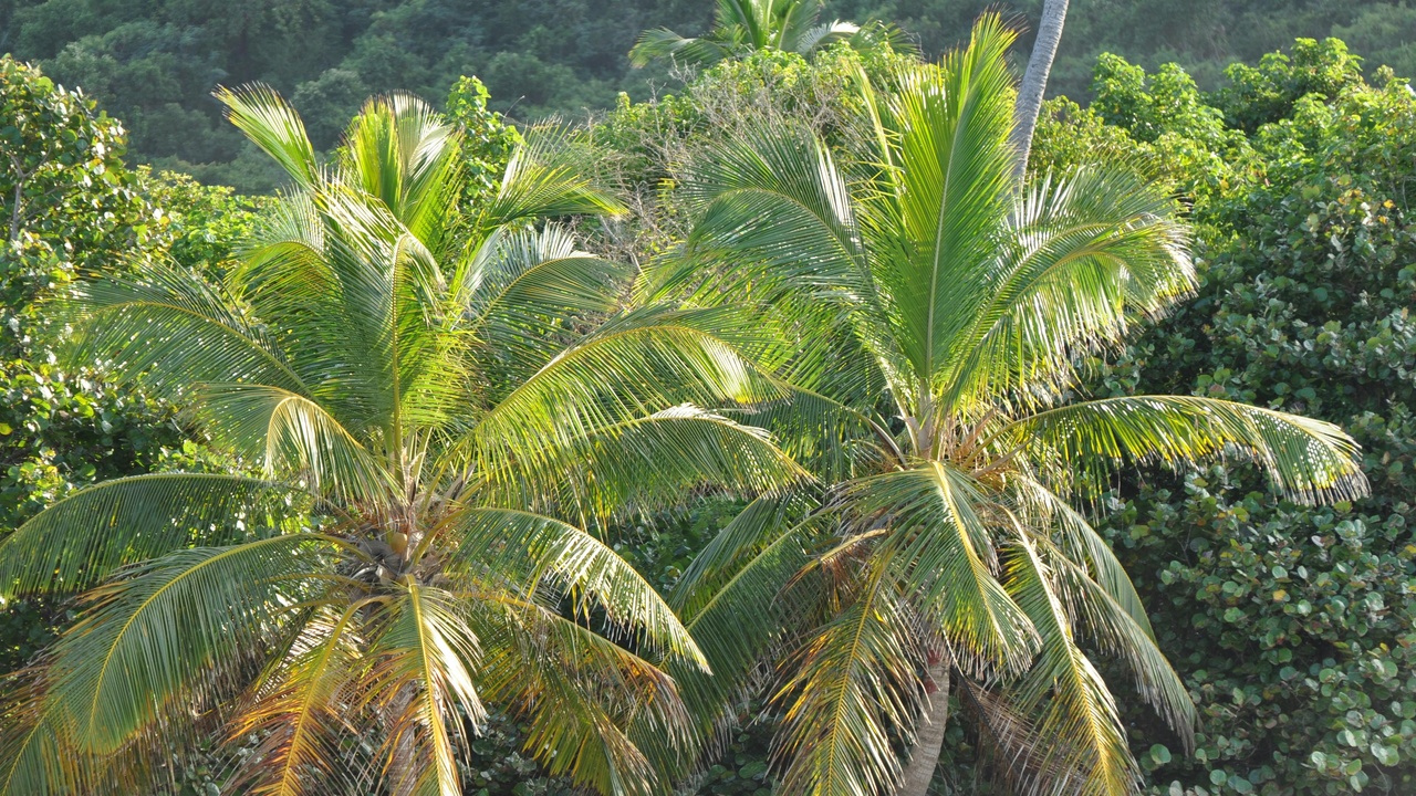Island ecological adaptations: silversword and mangrove ecology