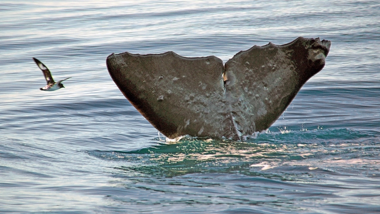 Sperm whale diving and examples of conservation threats like entanglement and policy responses