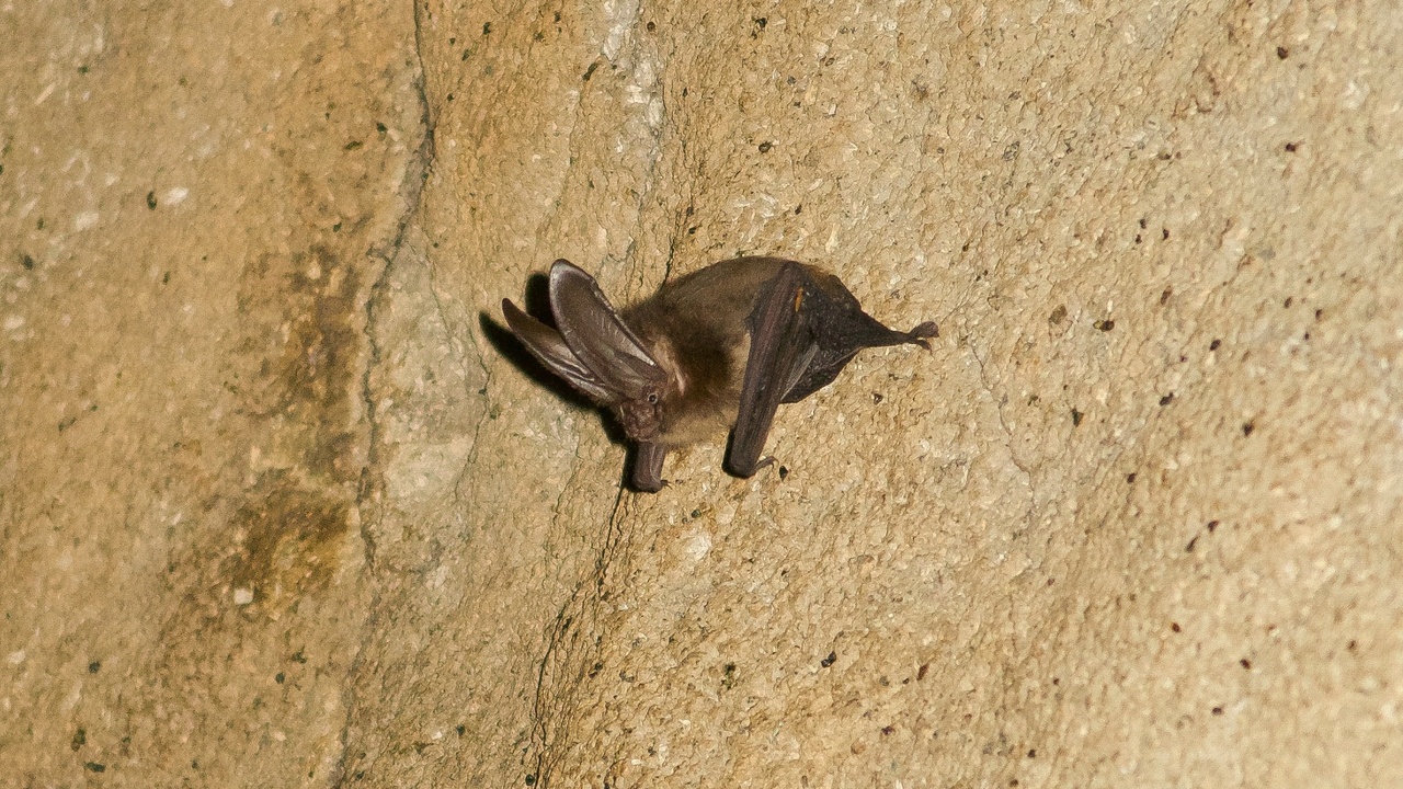 Massive roosting colony of bats in a cave showing dense clustering for thermoregulation