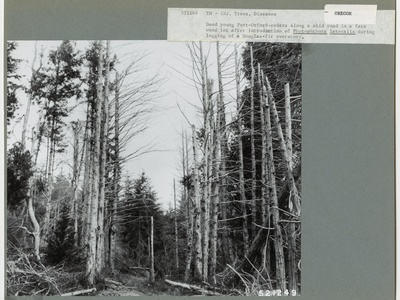 Phytophthora lateralis