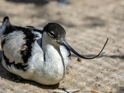 Pied Avocet