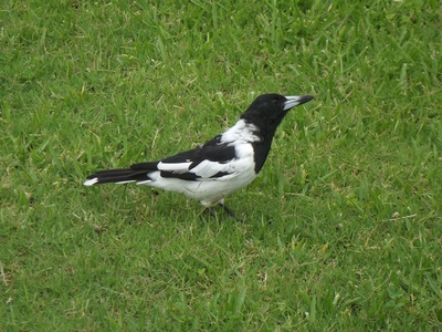 Pied Butcherbird