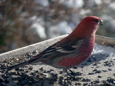 Pine Grosbeak