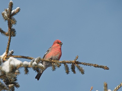 Pine Grosbeak