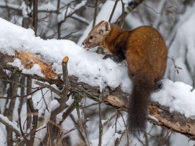 Pine marten