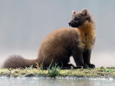 Pine marten