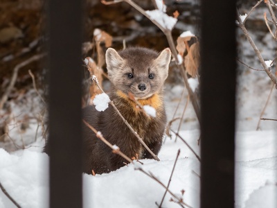 Pine marten