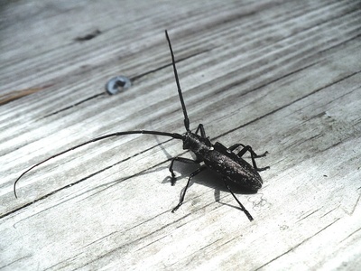 Pine Sawyer Beetle