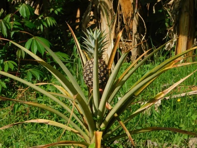 Pineapple