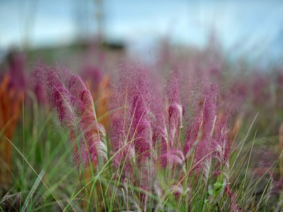 Pink Muhly Grass