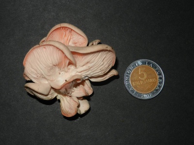 Pink oyster mushroom