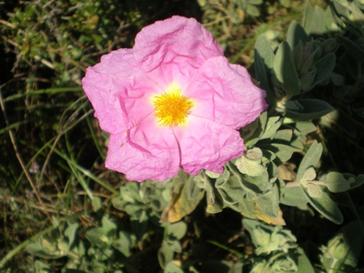 Pink Rock-rose