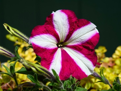 Pinwheel flower
