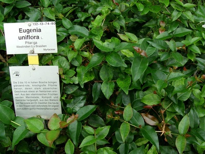 Pitanga (Surinam cherry)