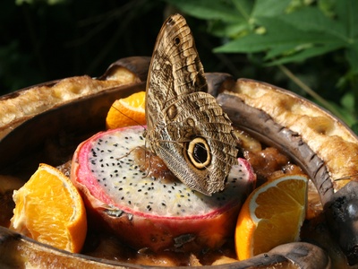 Pitaya / Pitahaya (dragon fruit)