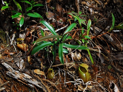 Pitcher plant