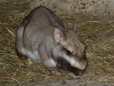 Plains viscacha