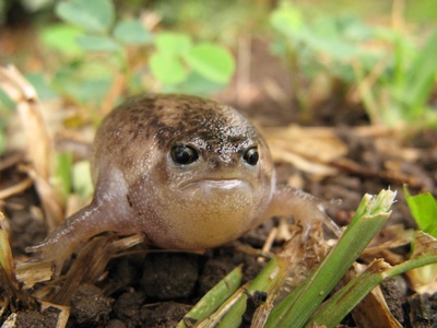 Plaintive Rain Frog
