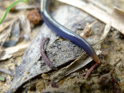 Planarian (Flatworm)