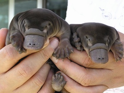 Platypus