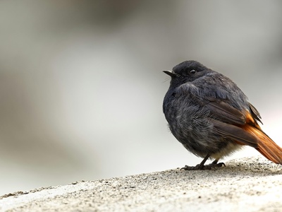 Plumbeous Water Redstart